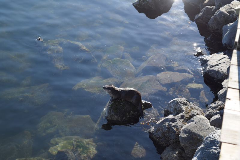 Water cat